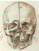 Рис. 3. Лицевая и мозговая части черепа.